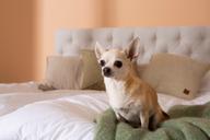 Pisipilt: Dreamland jenkkivoodi, 160x200cm, beež, sis. peatsit ja kattem.)