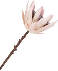 House Nordic kuningprotea (kunsttaim), 65 cm